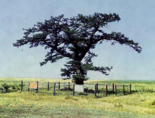 Реликтовая лиственница