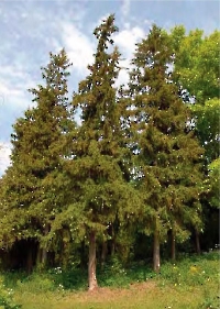 Рычковский парк