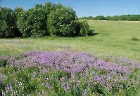 Моховой лес