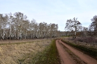 Голубовские лесные колки