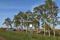 Назаровская сосновая аллея