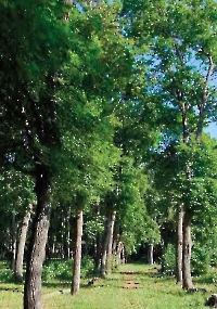 Ташлинский лесопарк Тимашева