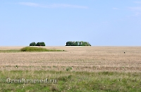 Маячные осины (Новосовхозный осинник). Май 2012 года