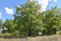 Культуры дуба в Шийлиагаше