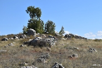 Вишневая Шишка