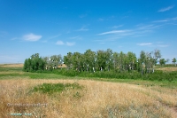 Белоглинские колки. Июнь 2023 года