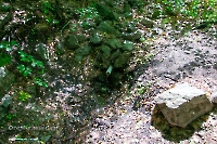 Родник возле Кошкиного дома. Июнь 2023 года