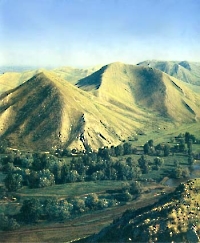 Андреевские шишки