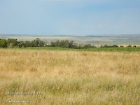 Сыртово-Каргалинские лески. Июль 2023 года