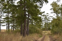 Струковский парк