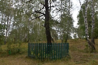 Сарманайская чернокорая береза