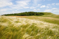 Ванякина Шишка