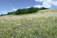 Гора Ногай на Вязовских уступах