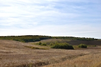 Нагорная дубрава Вязовского уступа