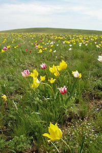 Донгузская степь