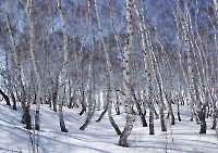 Урочище Березки