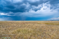 Джабыгинская степь. Июнь 2025 года