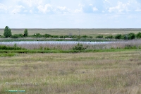 Пруд близ Джабыгинской степи. Июнь 2025 года