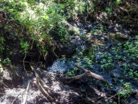 Родник близ Яманского ущелья. 2016 год