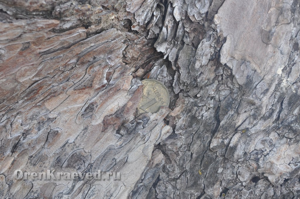 Реликтовая лиственница. Май 2012 года