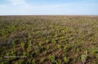 Орь-Кумакская степь