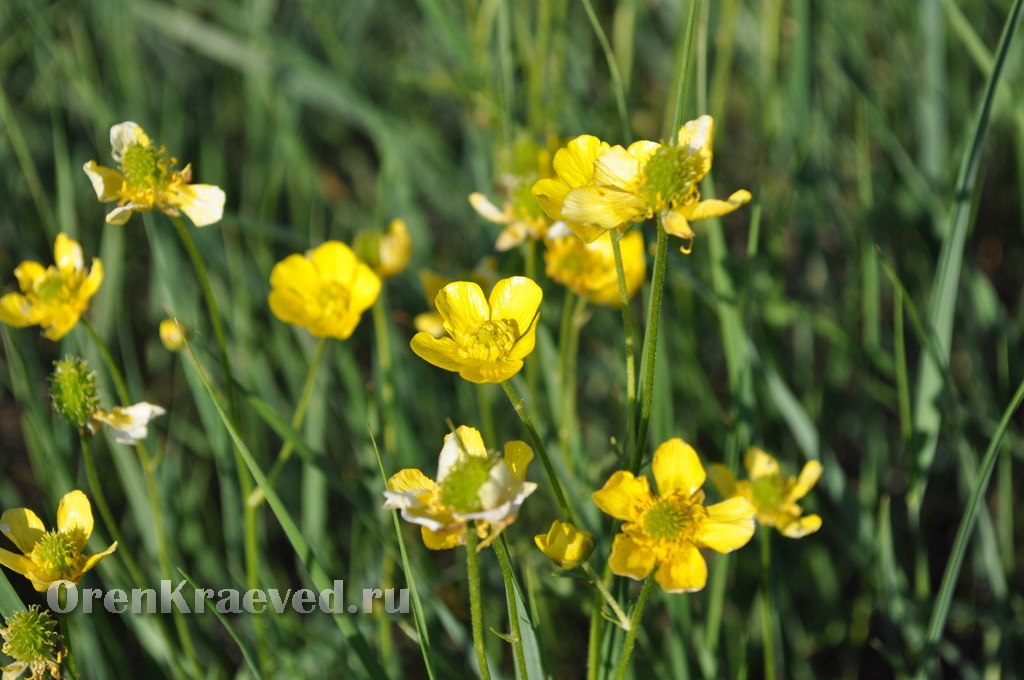 Ащисайская степь (участок госзаповедника «Оренбургский»)