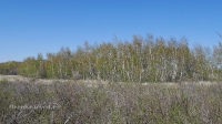 Карагачский ольхово-березовый лес