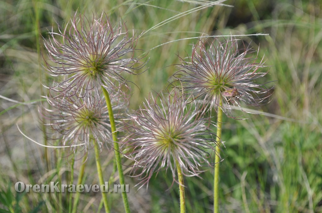 Ащисайская степь (участок госзаповедника «Оренбургский»)