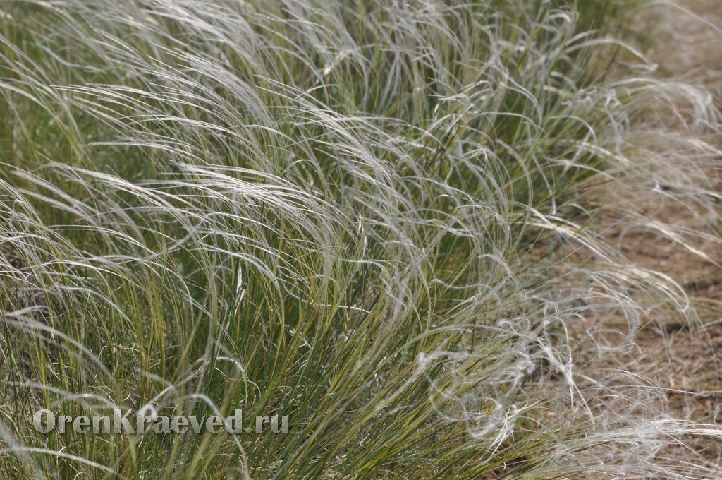 Ащисайская степь (участок госзаповедника «Оренбургский»)