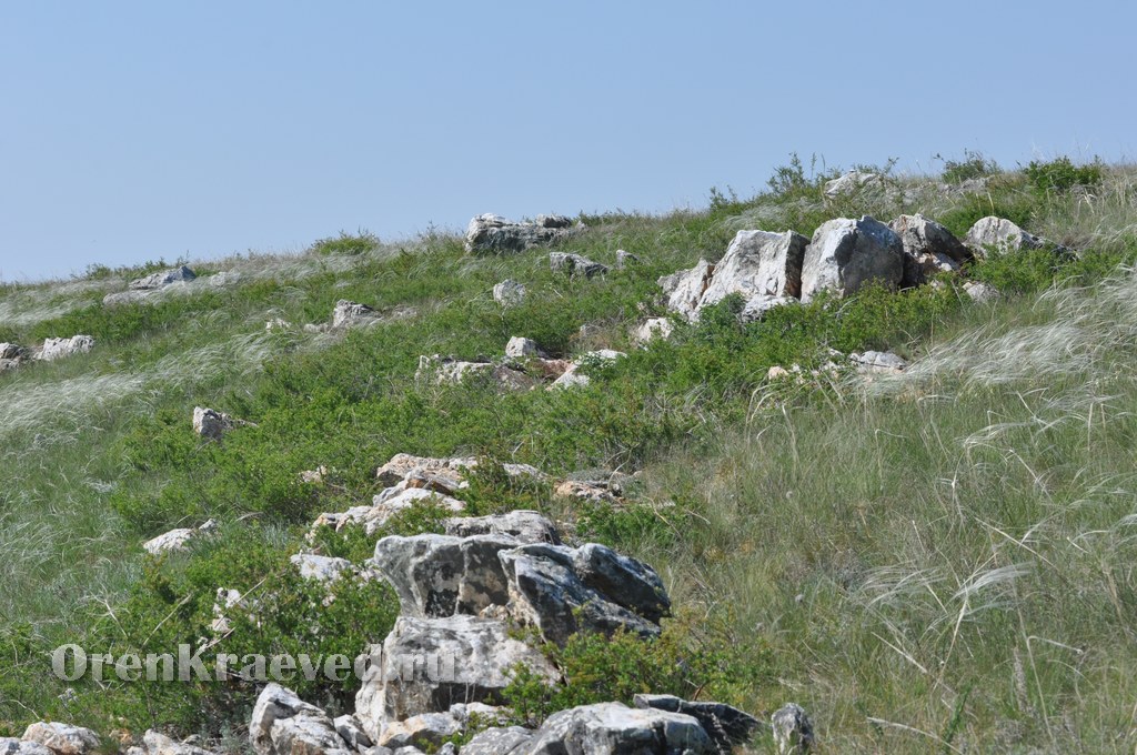 Ащисайская степь (участок госзаповедника «Оренбургский»)