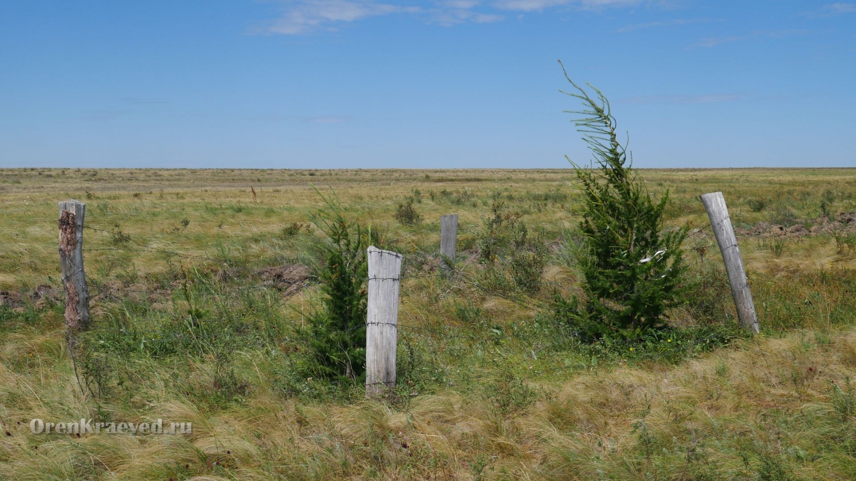Реликтовая лиственница. Июль 2018 года