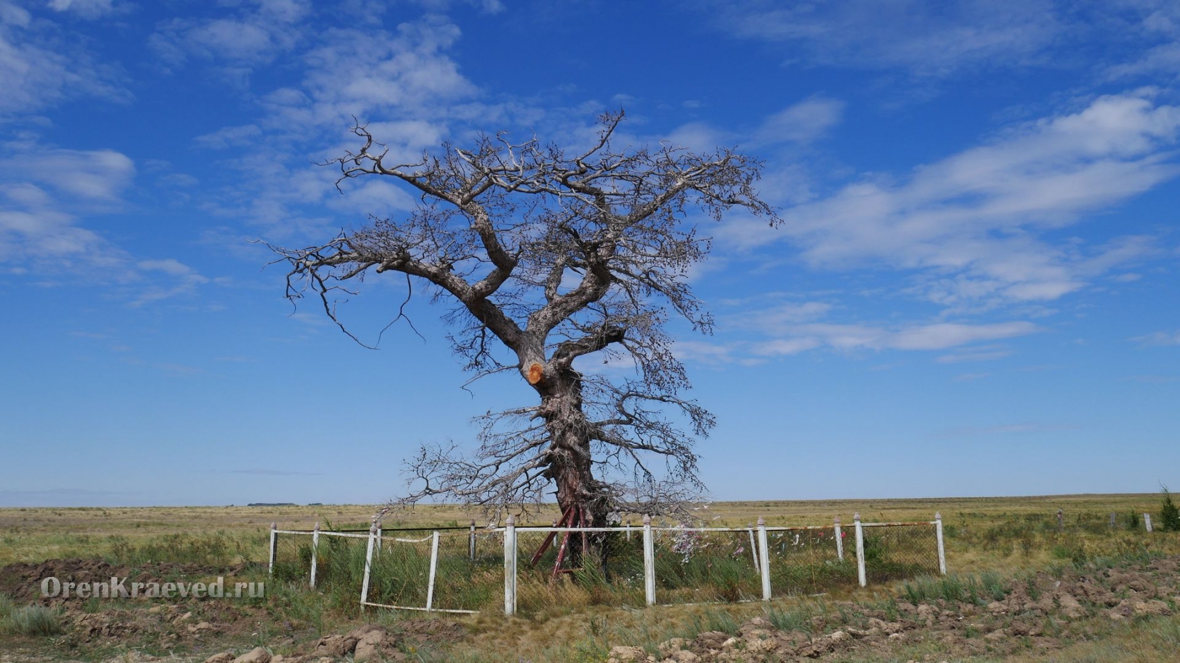 Реликтовая лиственница. Июль 2018 года