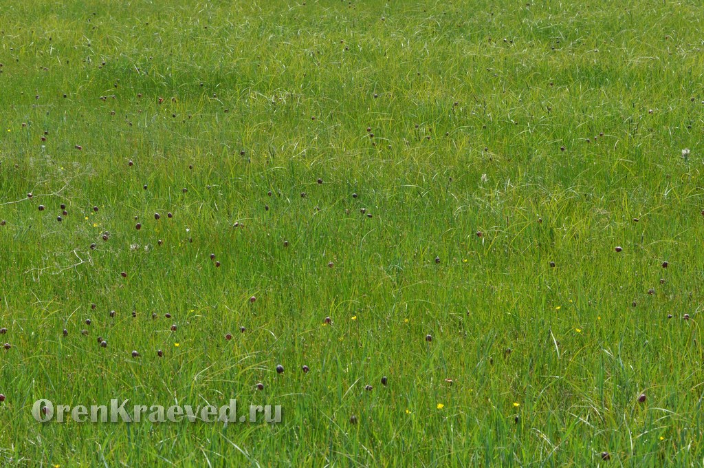 Ащисайская степь (участок госзаповедника «Оренбургский»)