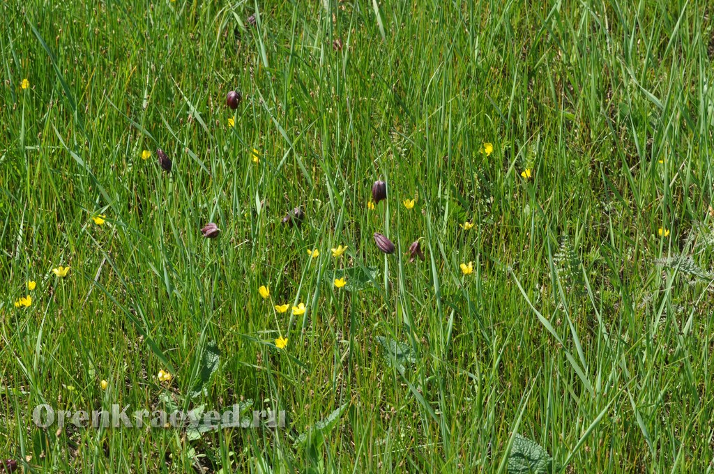 Ащисайская степь (участок госзаповедника «Оренбургский»)