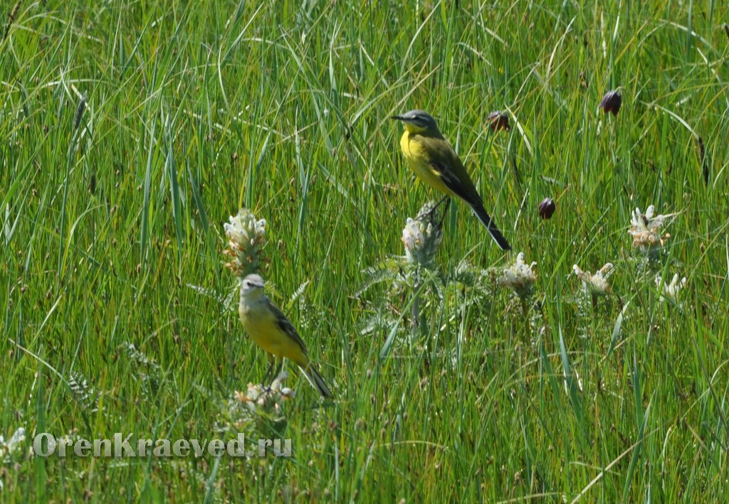 Ащисайская степь (участок госзаповедника «Оренбургский»)
