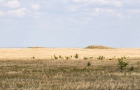 Курганный могильник «Пятимары III»