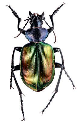 Пахучий красотел – Calosoma sycophanta