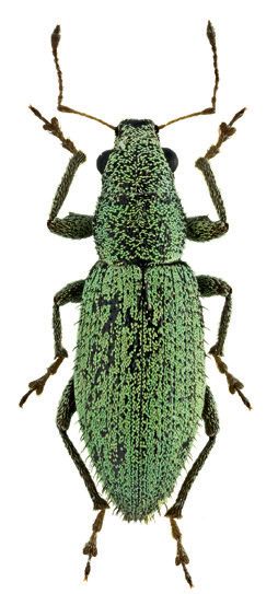 Острокрылый слоник – Euidosomus acuminatus