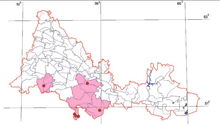 Распространение Четырехпятнистый стефаноклеонус – Stephanocleonus tetragrammus