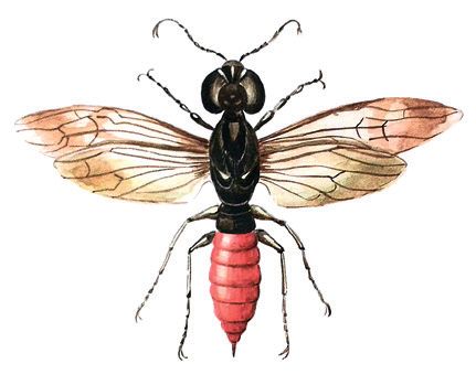 Паразитический оруссус – Orussus abietinus