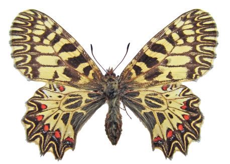 Поликсена – Zerynthia polyxena