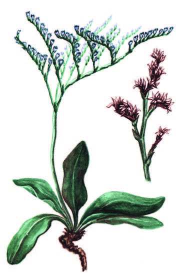 Гониолимон татарский – Goniolimon tataricum (L.) Boss.