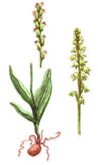 Бровник одноклубневой – Herminium monorchis (L.) R. Br.