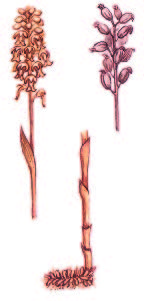 Гнездовка обыкновенная – Neottia nidus-avis (L.) Rich.