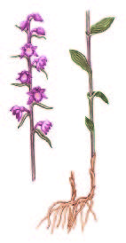 Дремлик тёмно-красный (ржавый) – Epipactis atrorubens (Hoffm.ex Bernh.) Bess.