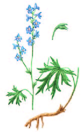 Живокость уральская – Delphinium uralense Nevski