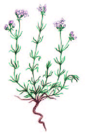 Ясменник каменистый – Asperula petraea V. Krecz. ex Klok.