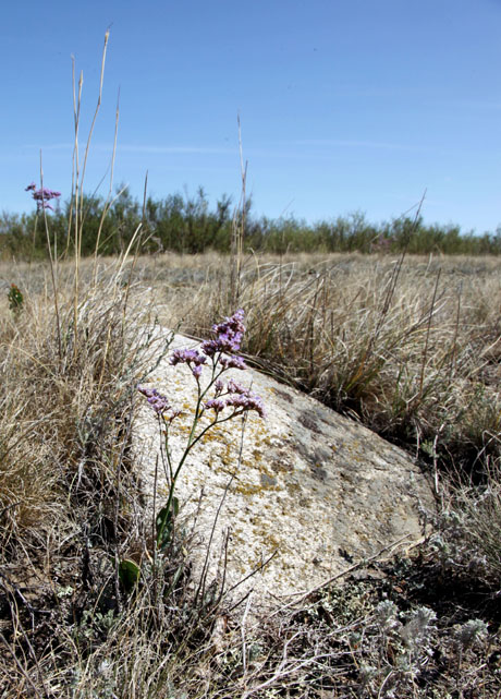О том, что под нашими ногами древнее поселение, говорят только редкие камни на поверхности земли