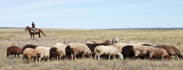 Знает ли пастух XXI века, что именно здесь появились первые скотоводы Евразии?