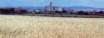 На полях Оренбуржья На полях Оренбуржья